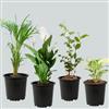 WINTER SPECIAL TOP 4 AIR PURIFIER PLANTS PACK 