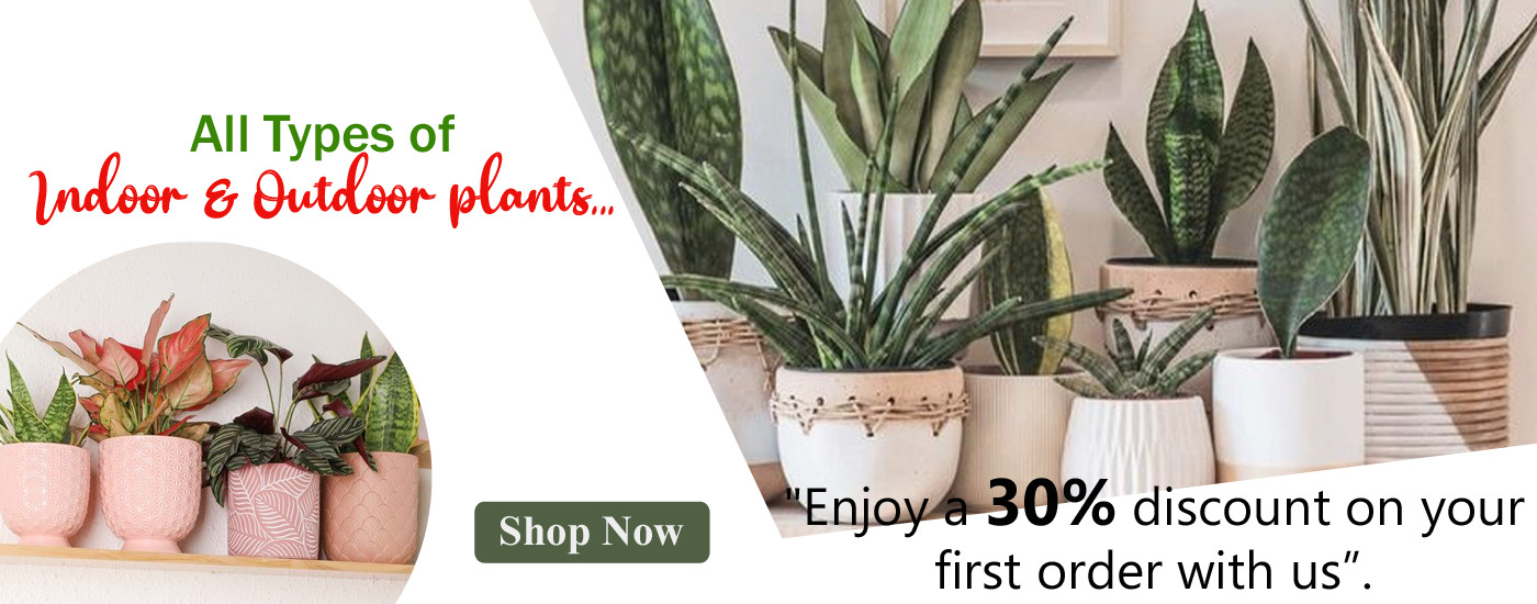 Outdoor Plants