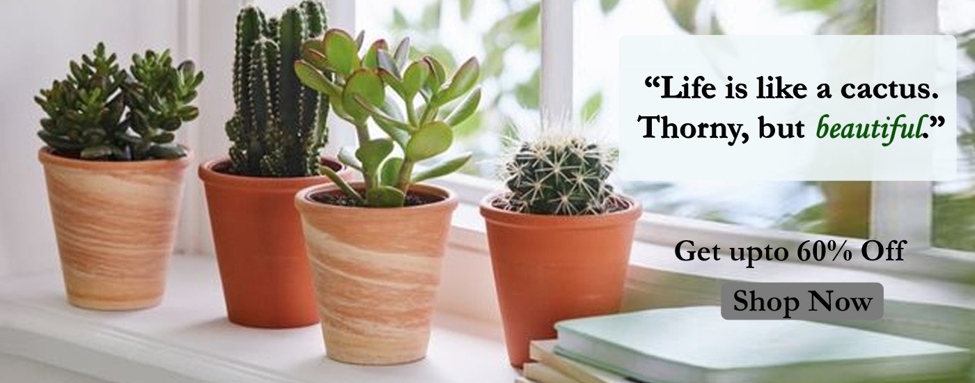 Succulent Plants