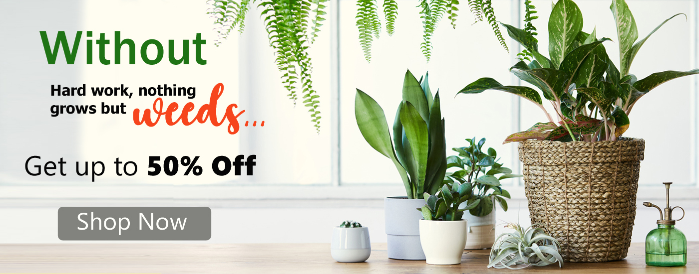 Indoor  Plants