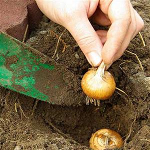 Seeds & Bulbs