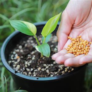 Soil & Fertilizer