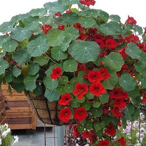 Summer Special Plants