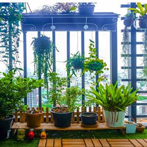 Balcony And Terrace Garden