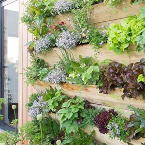 Vertical Garden