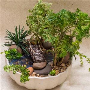 Miniature Gardens