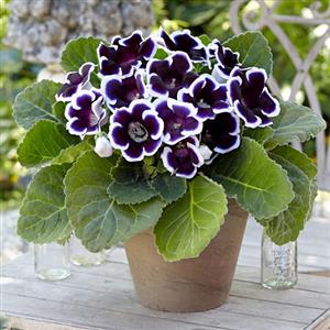 Flowering Plants