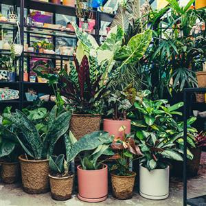 Indoor Plant Collection