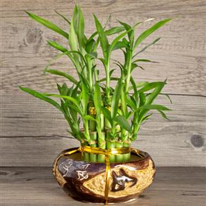 Bamboo Plants