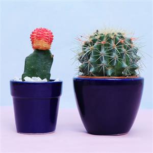 Cactus Plants