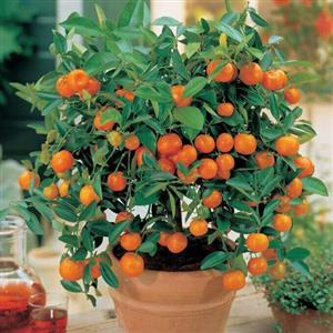Fruit Plants