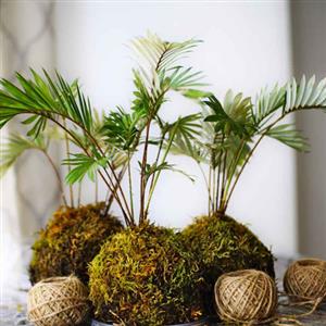 Kokedama Plants