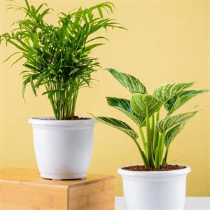 Oxygen Plants