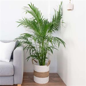 Palm Plants