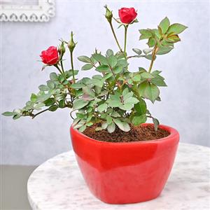 Rose Plants
