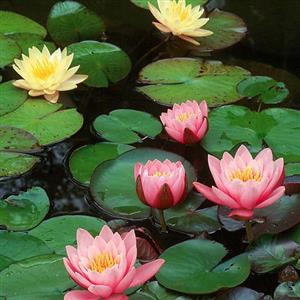 Aquatic Plants