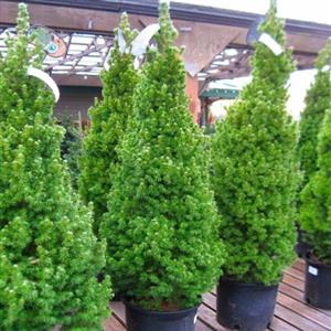 Conifer Plants