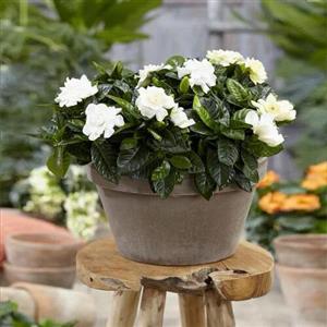 Aromatic Fragrant Plants
