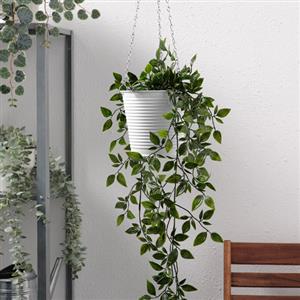 Hanging Plant