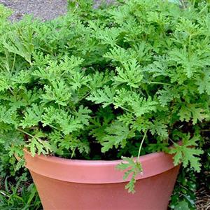 Insect Repellent Plants