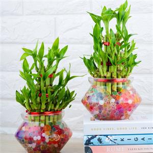 Lucky Plants