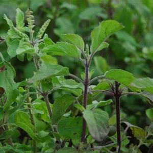 Medicinal Plants
