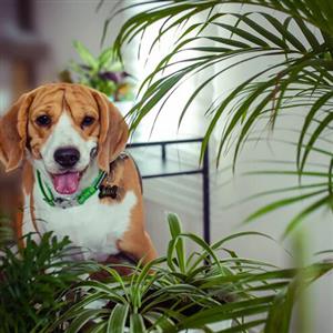 Pet Friendly Plants