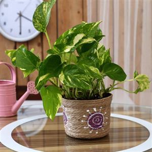 Nakshatra Plants