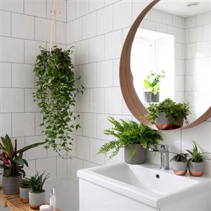 Bathroom Plants