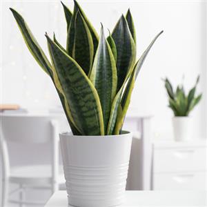 Bedroom Plants
