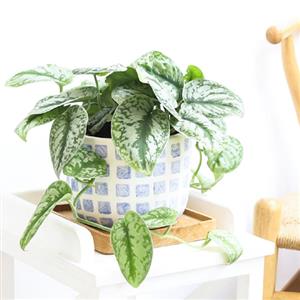 Foliage Plants