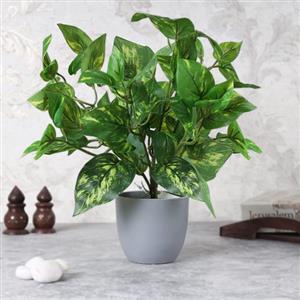 Table Top / Desk Plant