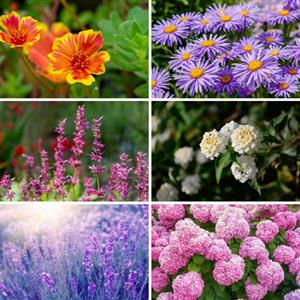 Drought Tolerant Plants
