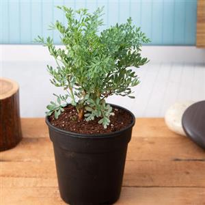 Herb Plants