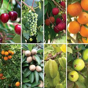 Grafted Fruit Plants