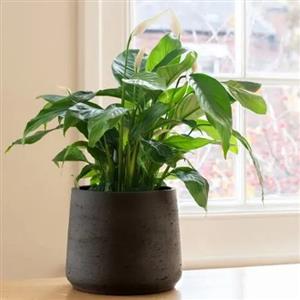 AC Rooms Plants
