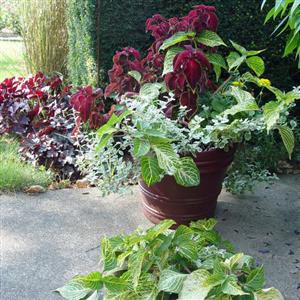 All Season Plants