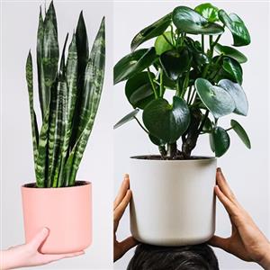 2 Plant Pack