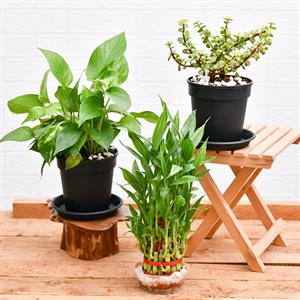 3 Plant Pack
