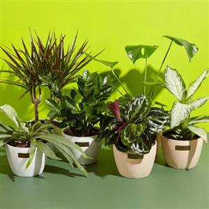 4 Plant Pack