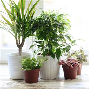 Top Seller Planters