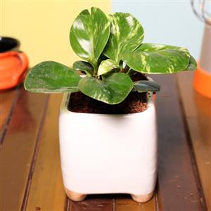 Square Planters