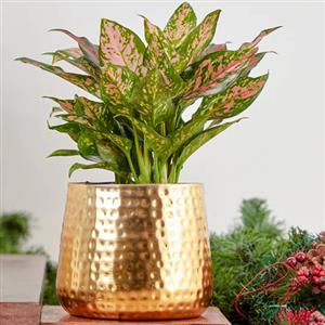 Metal Planters