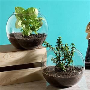 Glass Planters