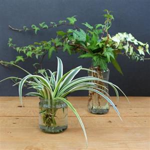 Indoor Water Plant