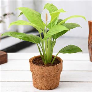 Eco Friendly Gift