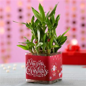 New Year And Christmas Gift