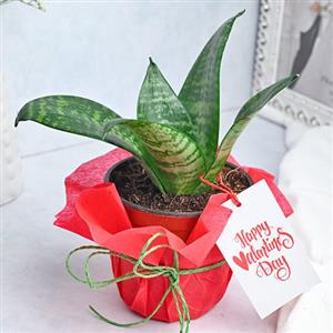 Valentine`s Day Gift