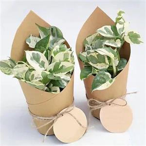Environment Day Gift