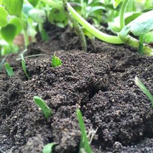 Organic Fertilizer